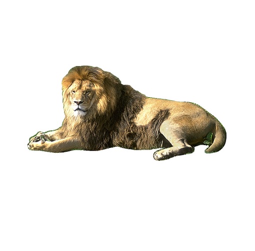 lion