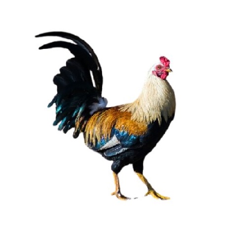 rooster