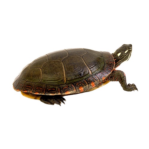 turtle