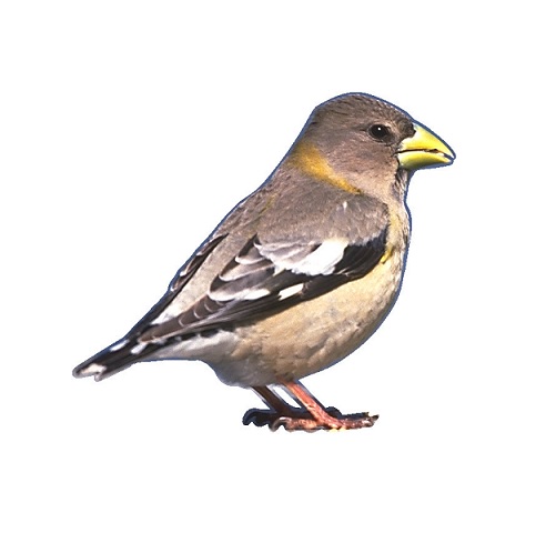 bird in verbal behavior  category