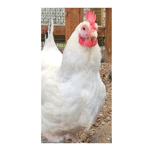 chicken in verbal behavior  category