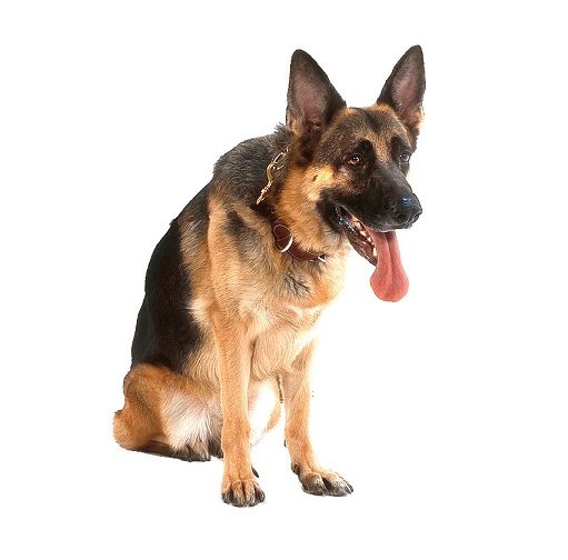 dog in verbal behavior  category