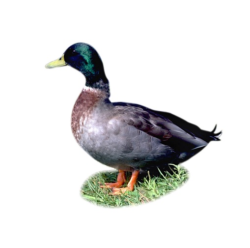duck in verbal behavior  category