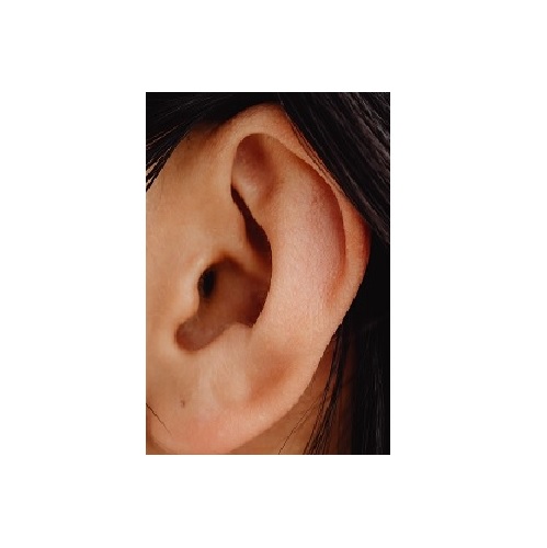 ear in verbal behavior  category