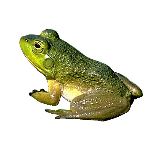 frog in verbal behavior  category