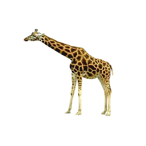 giraffe in verbal behavior  category
