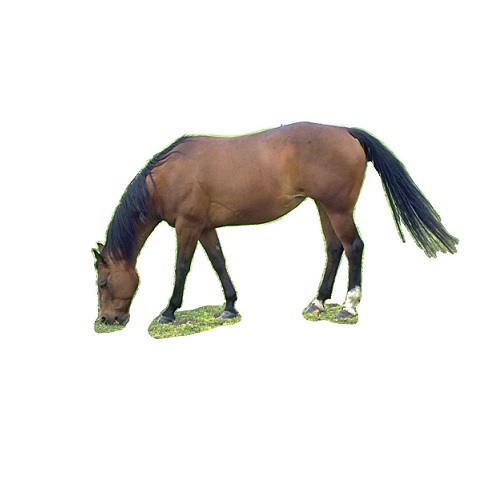 horse in verbal behavior  category