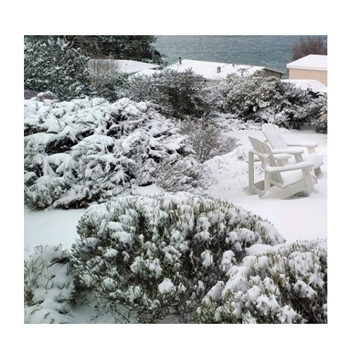 snow in verbal behavior  category