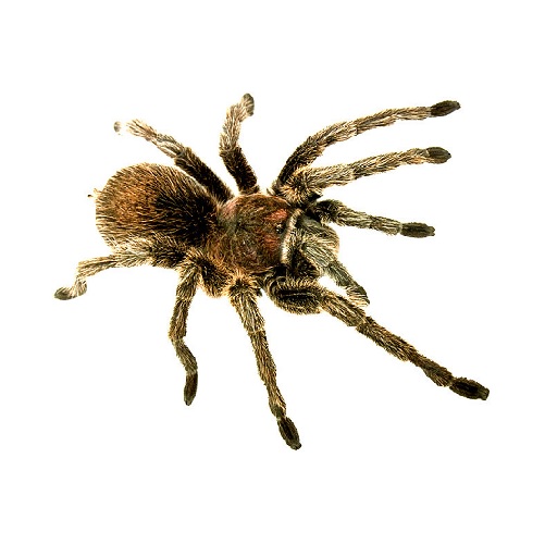 spider in verbal behavior  category