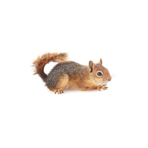 squirrel in verbal behavior  category