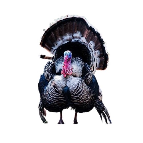 turkey in verbal behavior  category